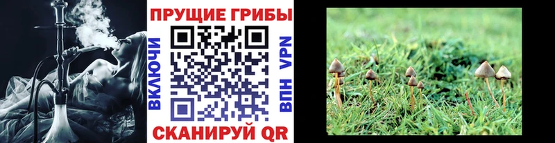ОМГ ОМГ ССЫЛКА  Карачаевск  Галлюциногенные грибы Psilocybe 